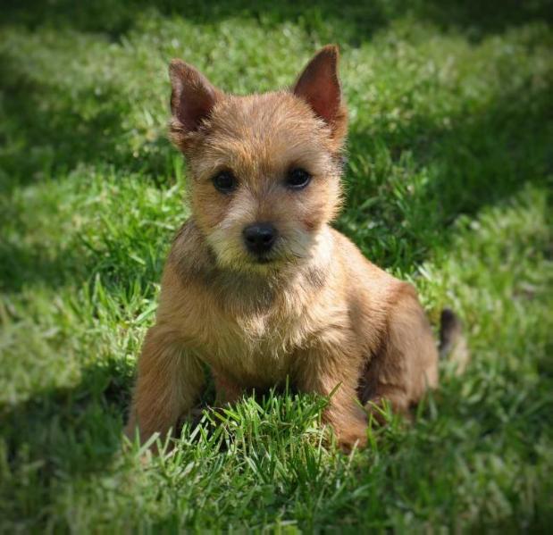 KISSES 4 YOU BESTIYANA | Norwich Terrier 