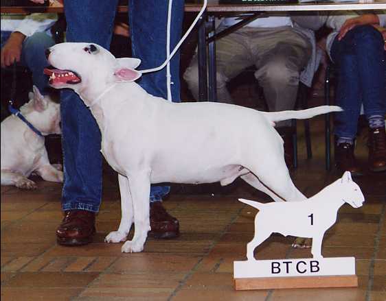 Terjo's Sundance | Bull Terrier 