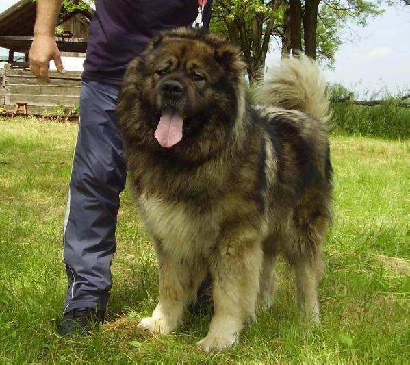 Aramis | Caucasian Mountain Dog 