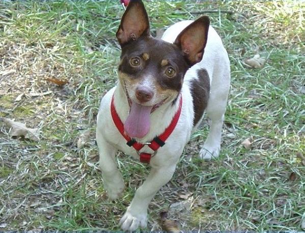 Caney Creek Choctaw | Rat Terrier 
