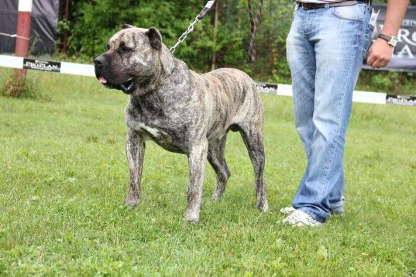 Boris DogPur | Perro de Presa Canario 