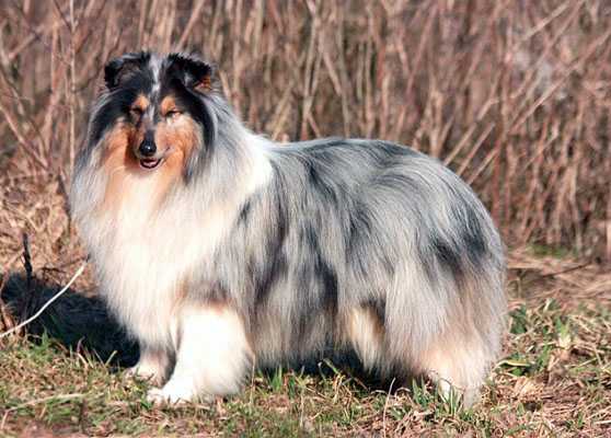 Rozmarin Iz Tverskoy Skazki | Shetland Sheepdog 
