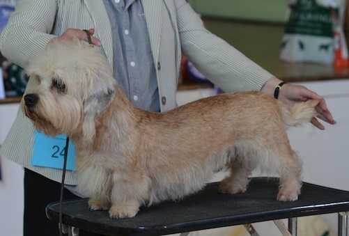 Cassencarrie I Kid You Not | Dandie Dinmont Terrier 