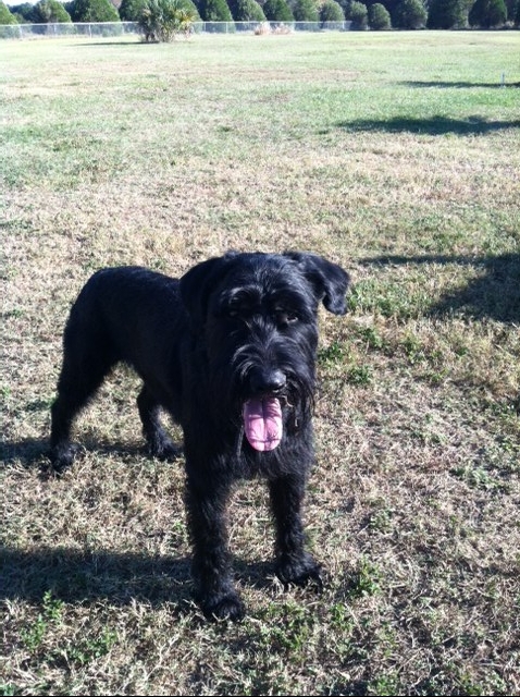 Aragon Vom Henneberg | Giant Schnauzer 