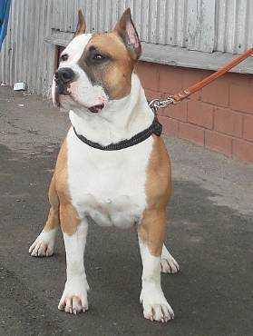 Stoma's Grand Adonis Red Fire | American Staffordshire Terrier 