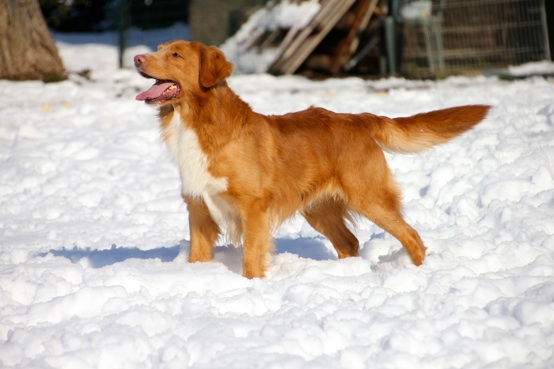 JOYFULL BAILEY | Nova Scotia Duck Tolling Retriever 