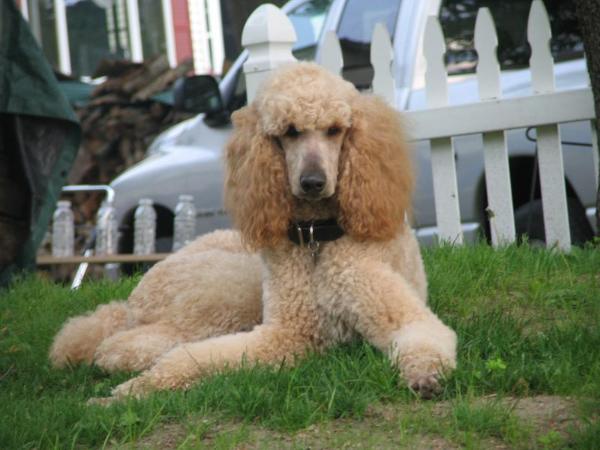 Gaia's King Cronas Titan | Poodle 