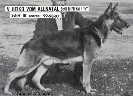 Heiko vom Allnatal | German Shepherd Dog 