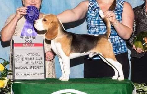 Ashlan and Allegro's Victory Is Mine | Beagle 