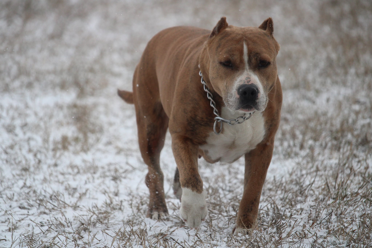 No 1 Nina of Sweet Gangland | American Staffordshire Terrier 