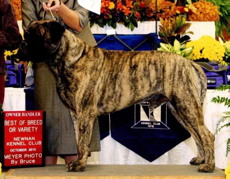 Gallant Oaks Marvel Us Smiling Tiger | Bullmastiff 