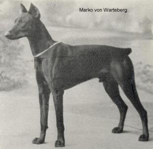 Marko v. Warteberg (Emschertal) | Black Doberman Pinscher