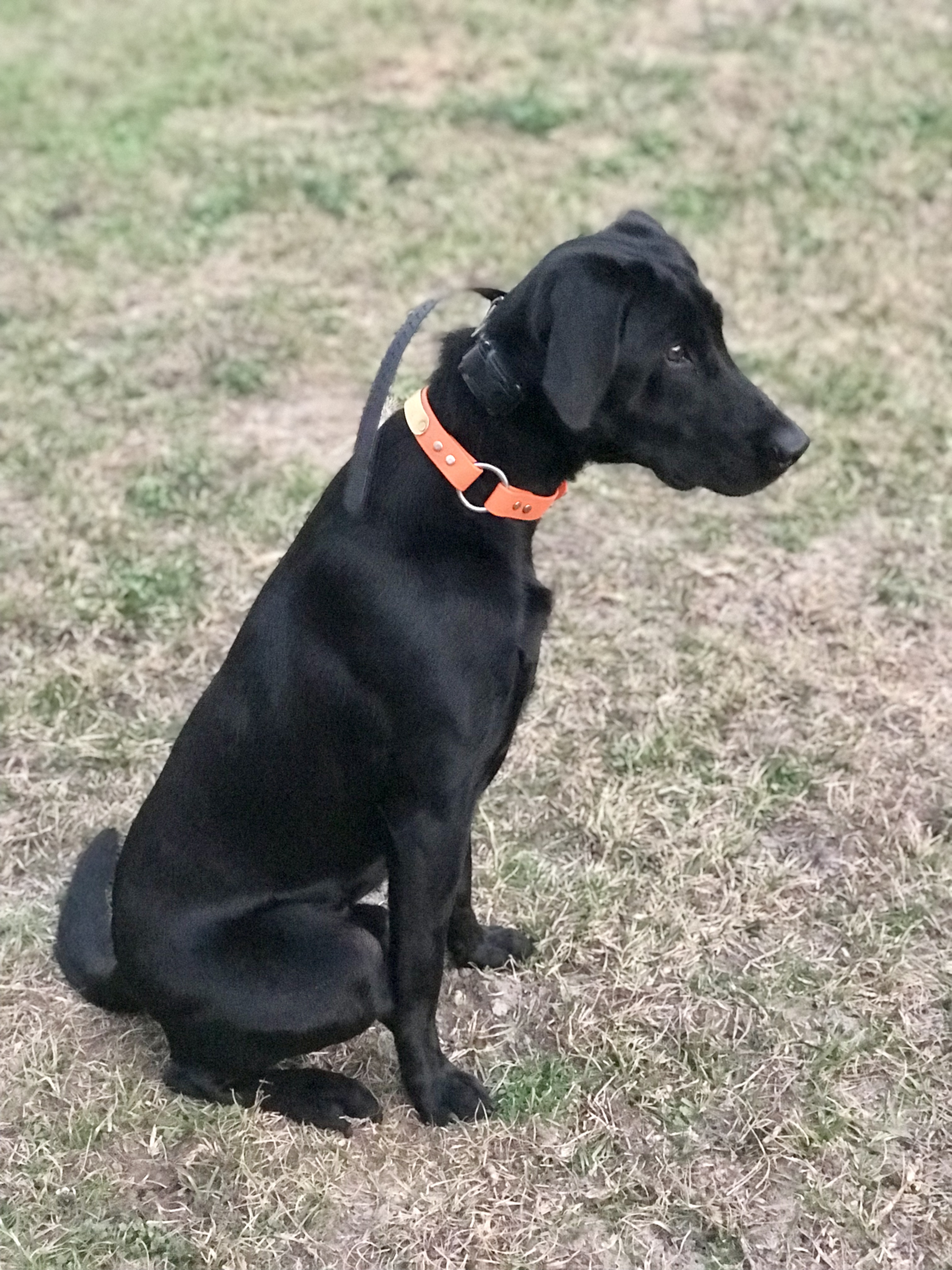 Meeko | Black Labrador Retriver