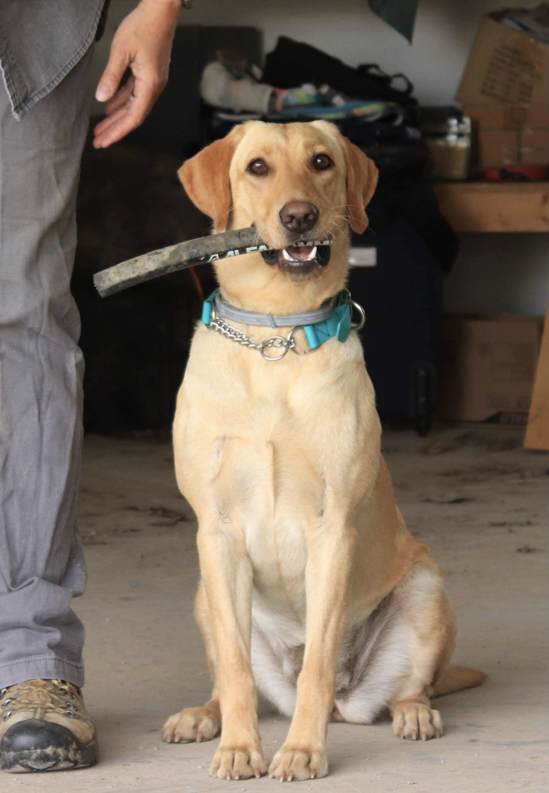 Dog Day Acres Shooting Star NDD | Yellow Labrador Retriver