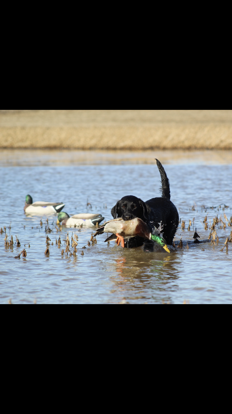 HRCH Lodi’s Amazing Grace MH | Black Labrador Retriver