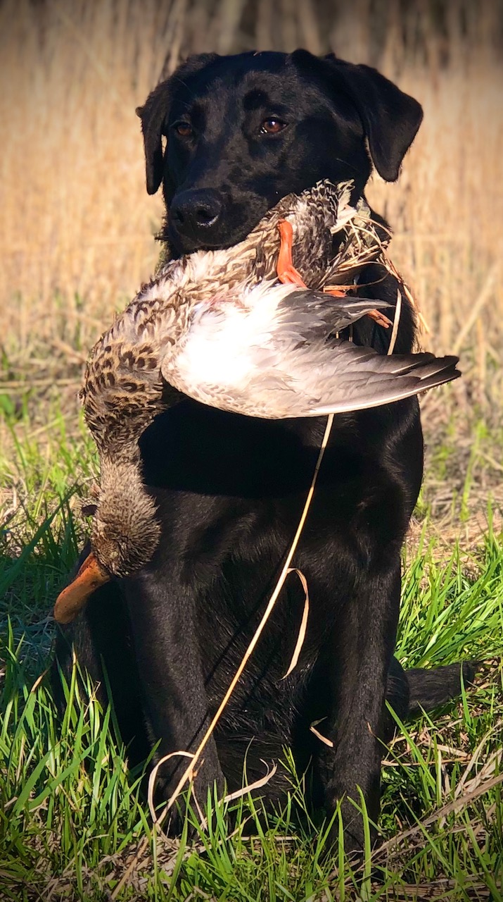 HRCH Rollin Southern Thunder | Black Labrador Retriver