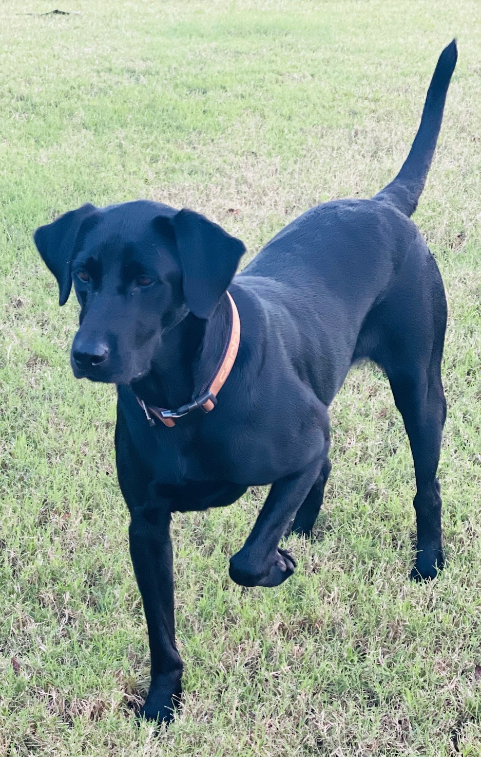 HRCH Rollin Southern Thunder | Black Labrador Retriver