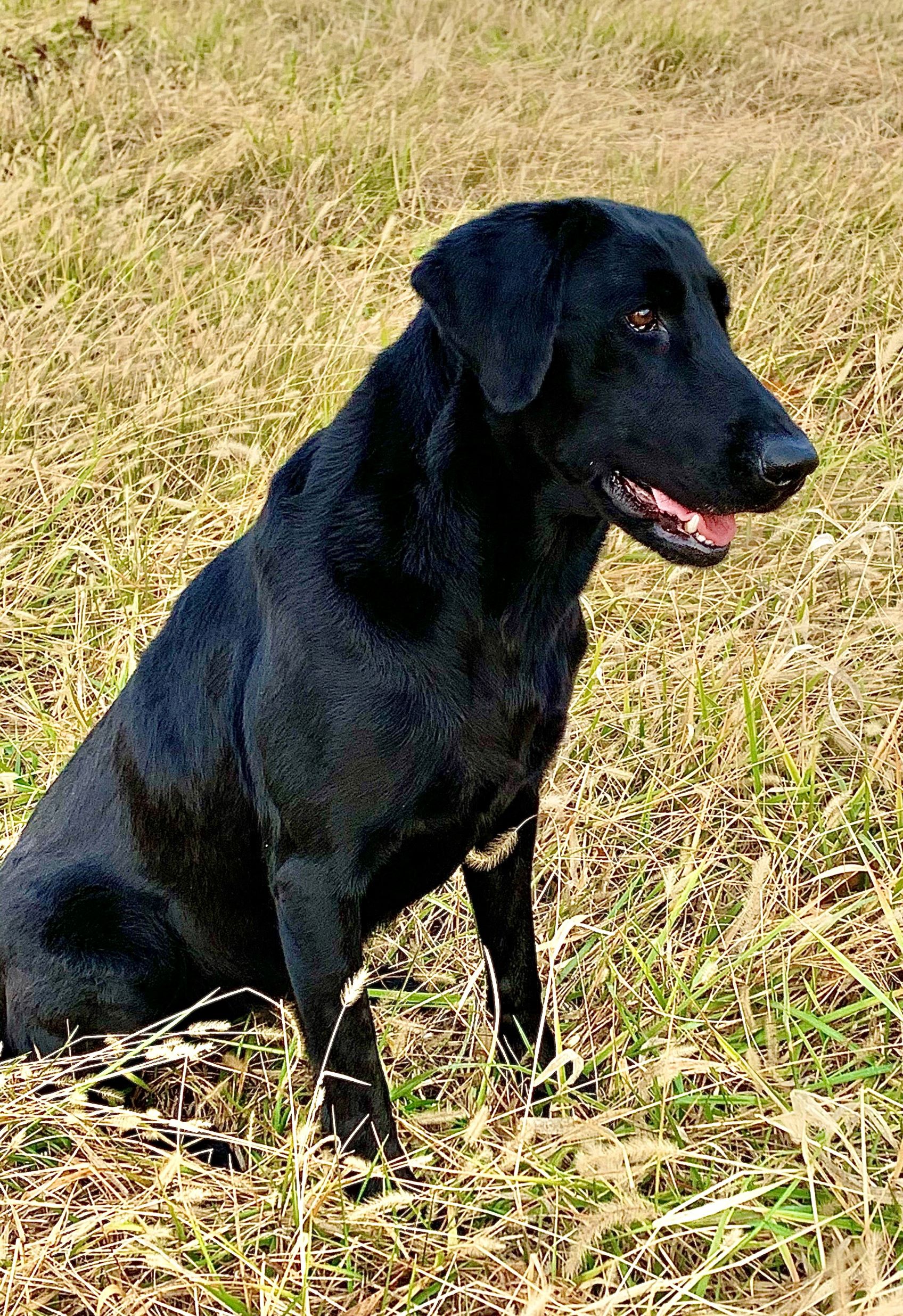 Windy Ridge Diamond In The Rough | Black Labrador Retriver