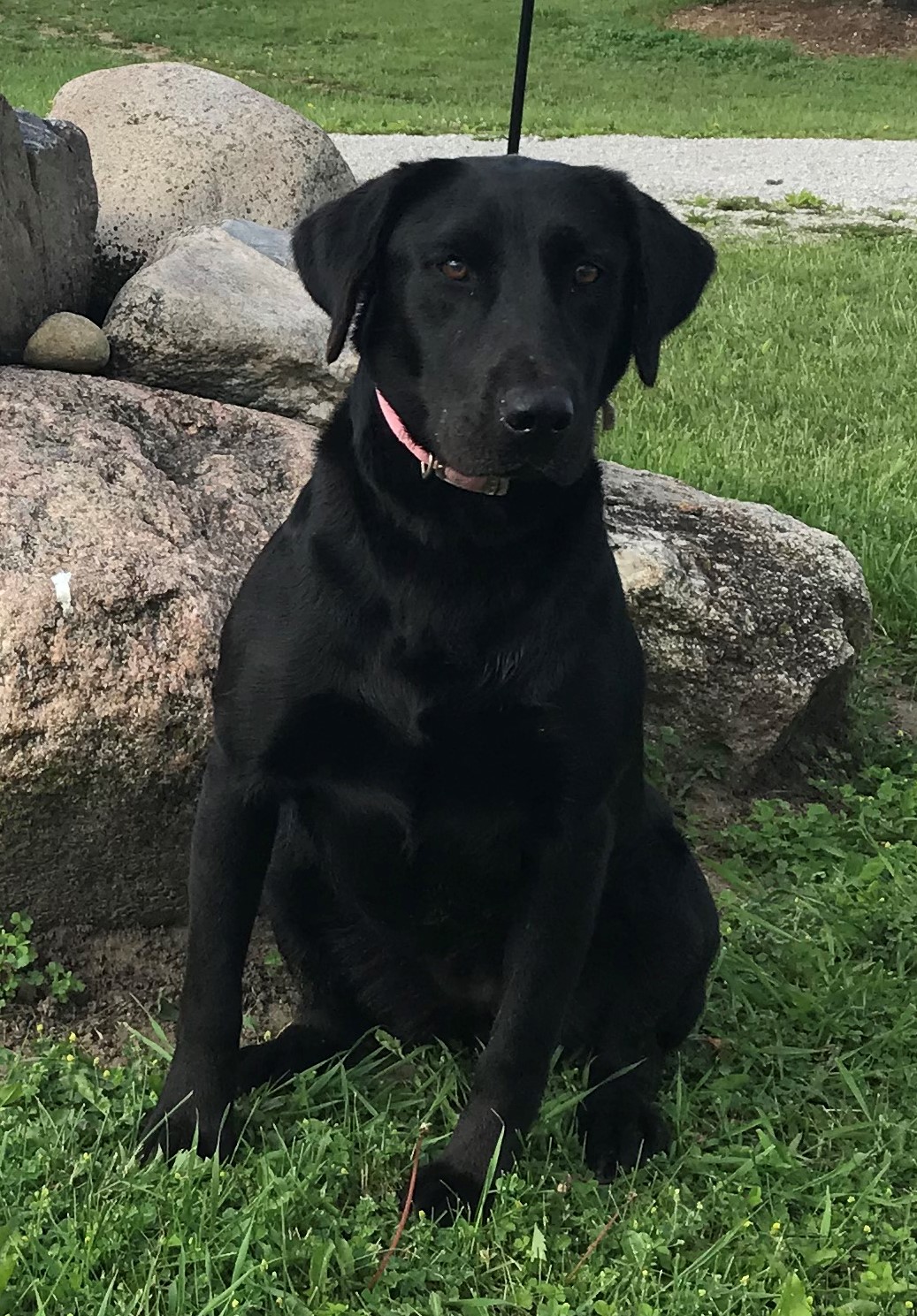 OGF Betsy Allen | Black Labrador Retriver