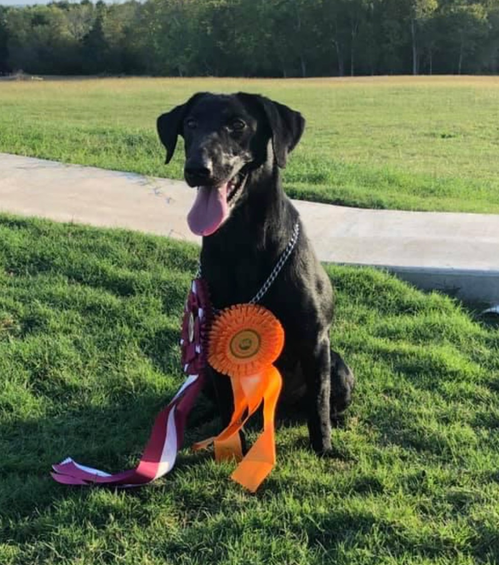 Two Step’s Special Weapon MH QAA | Black Labrador Retriver