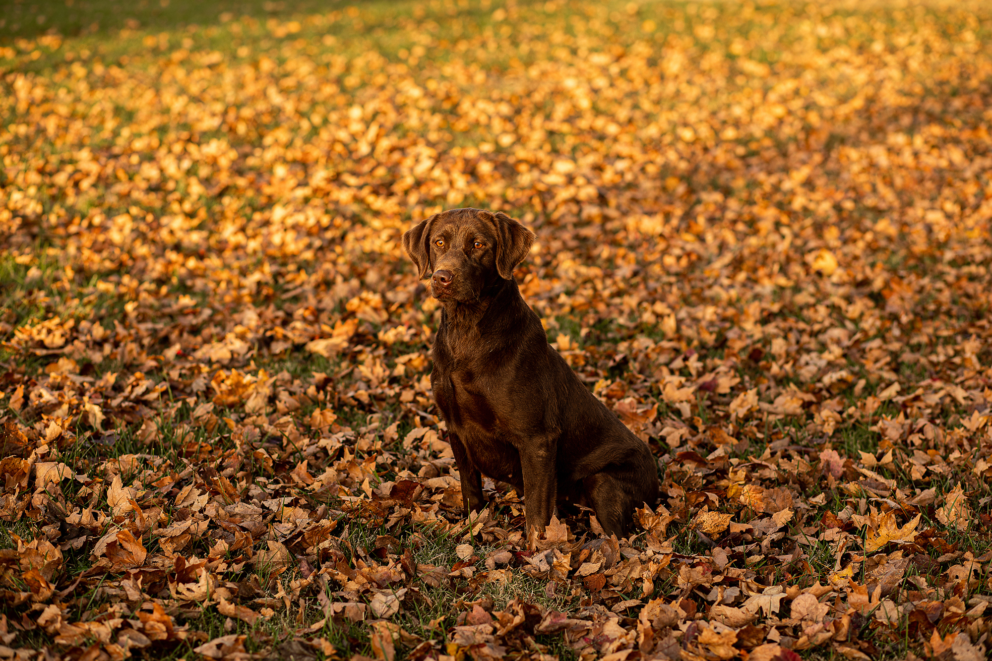 Harness Creek's Piece By Piece | Chocolate Labrador Retriver