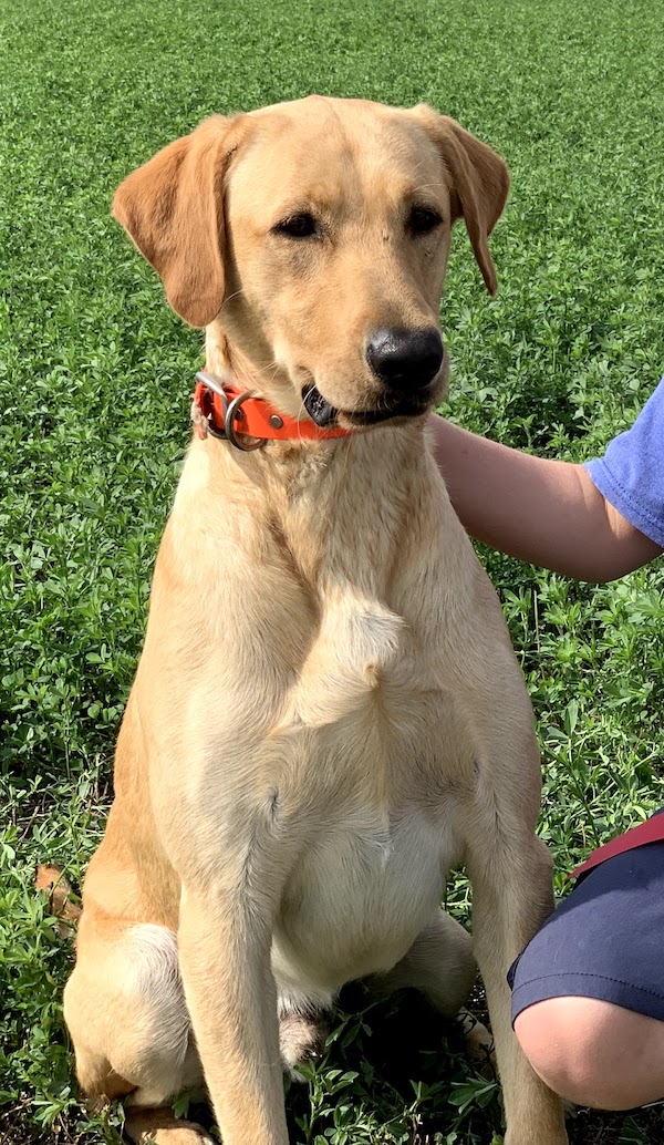 SHR Carnahans Buddy | Yellow Labrador Retriver