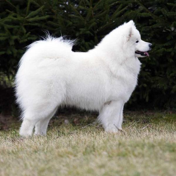 QIGONG OF ARES The Glow Of The Snowy Star | Samoyed 