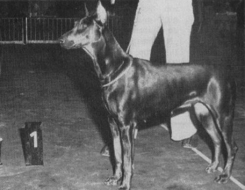 Judy v.h. Rapenland | Black Doberman Pinscher