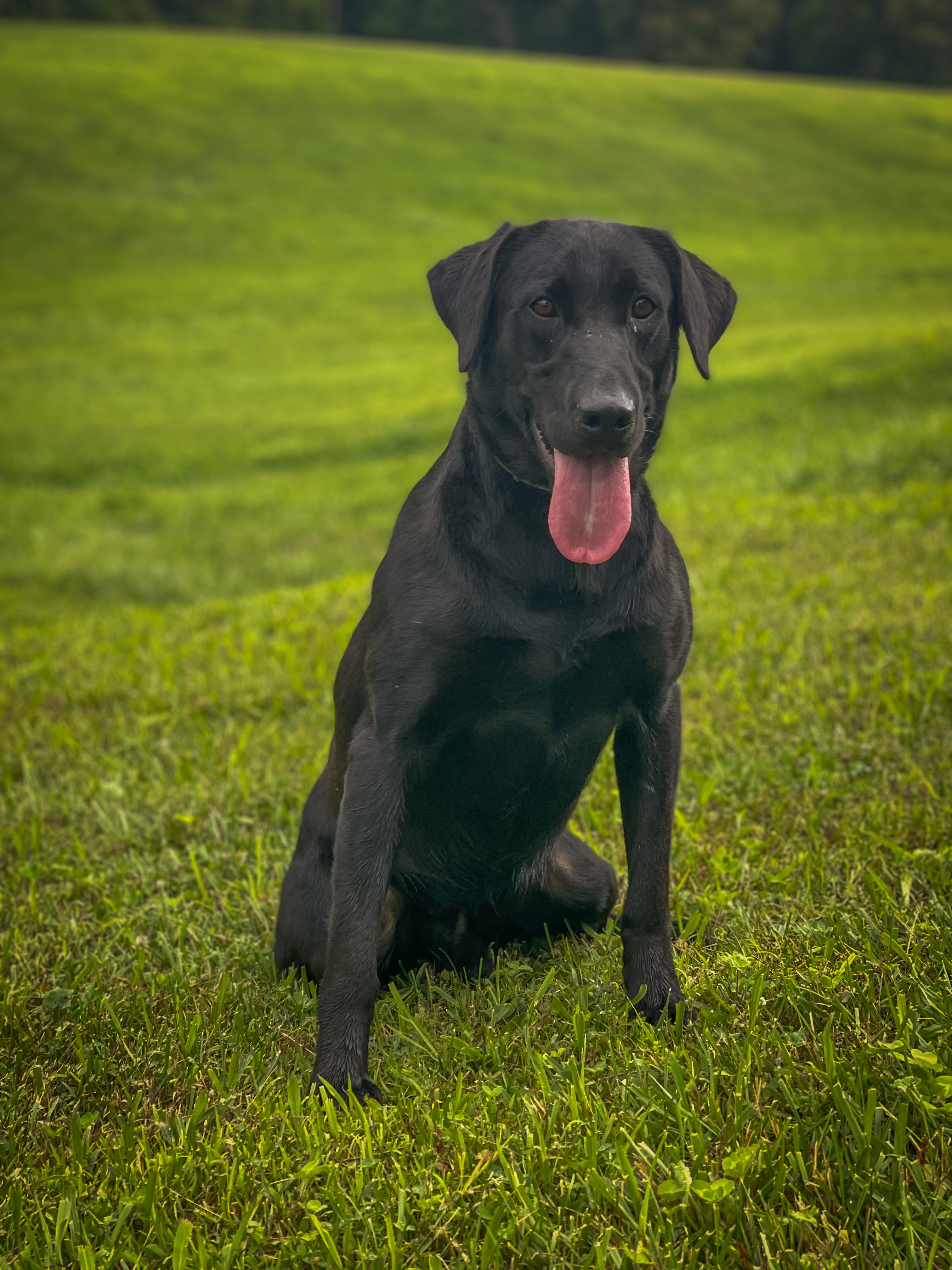 Watson’s Rockytop Maui | Black Labrador Retriver