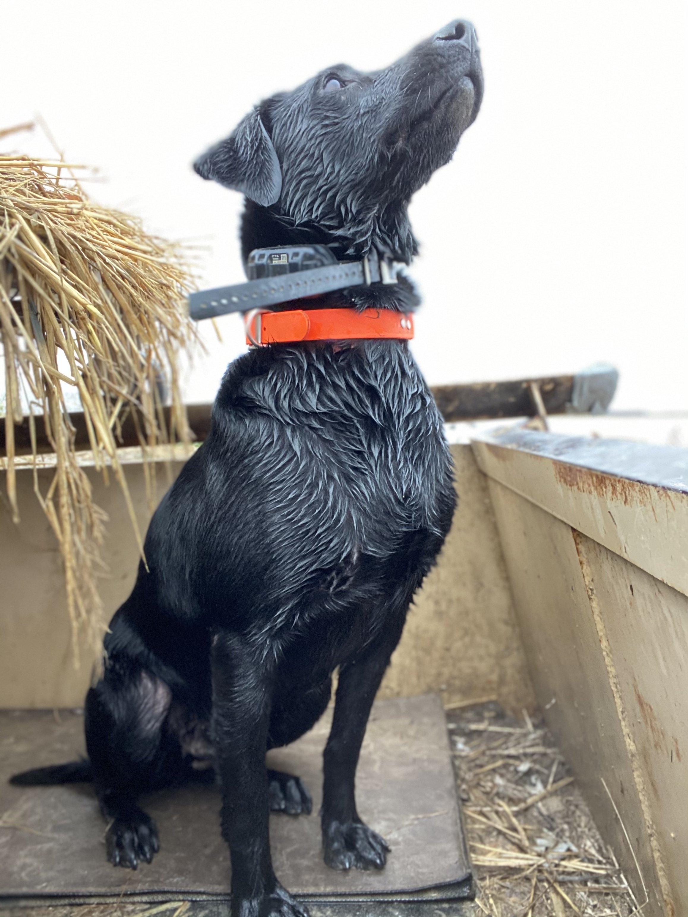 Abbey Grace Franklin | Black Labrador Retriver