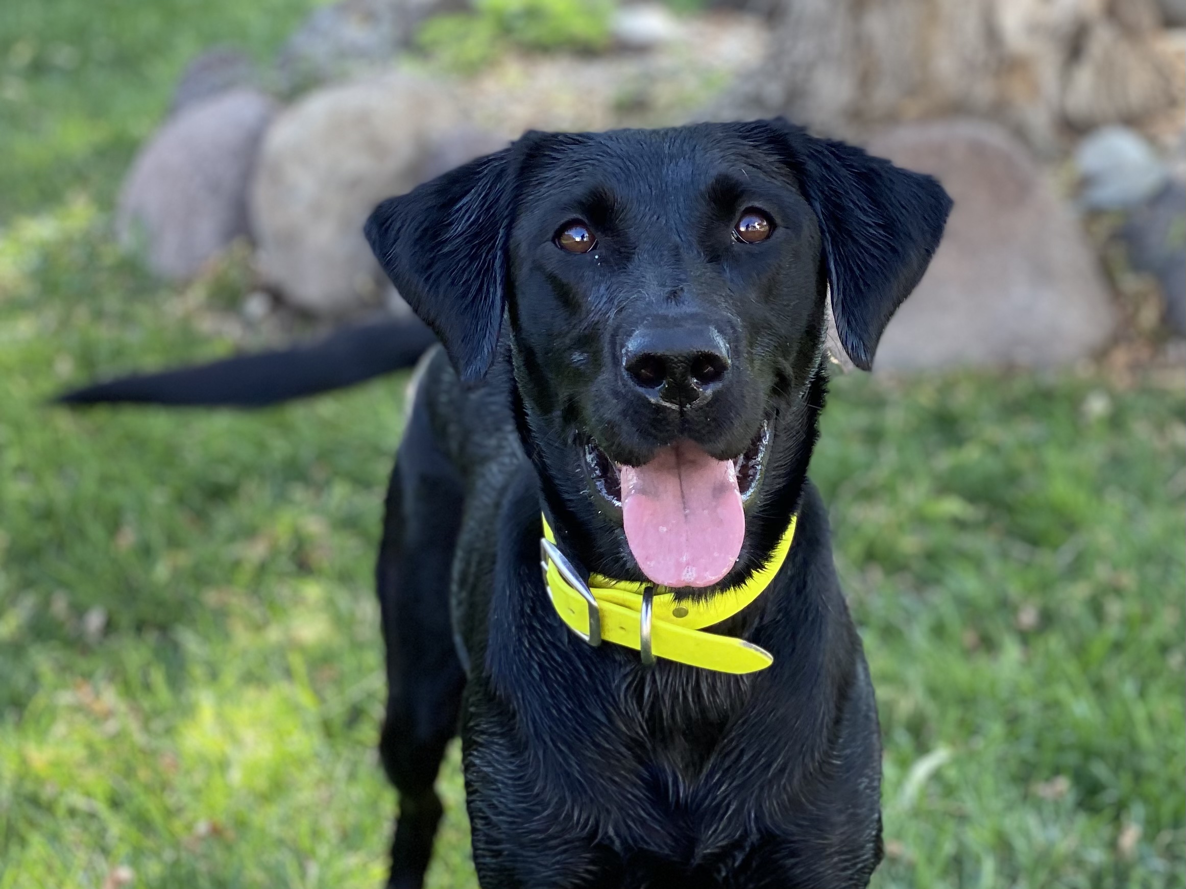 Moores Marvel Buzn Bumble Bee | Black Labrador Retriver