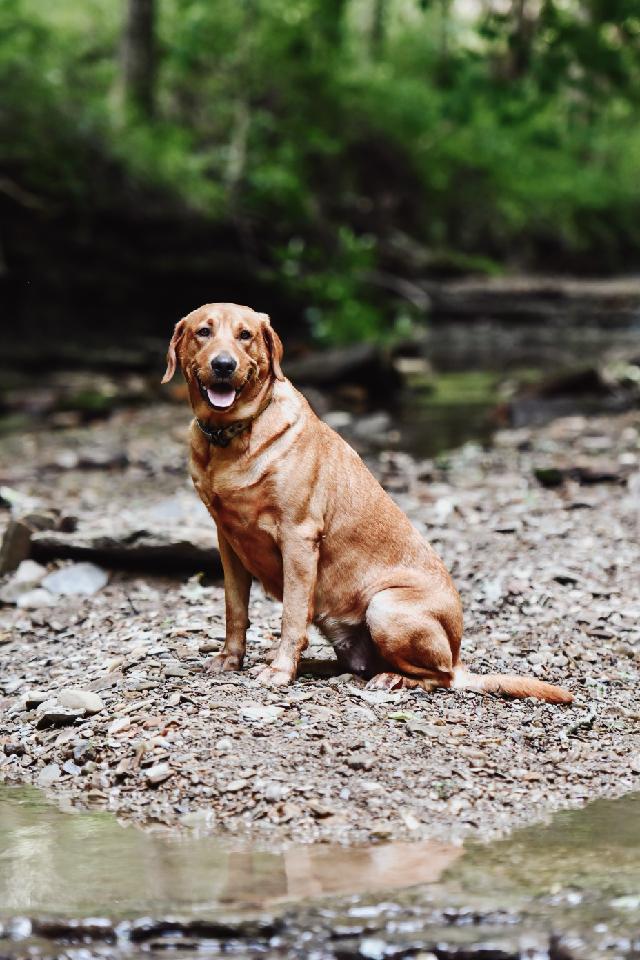 Free Spirits Shotgun Ryder | Yellow Labrador Retriver