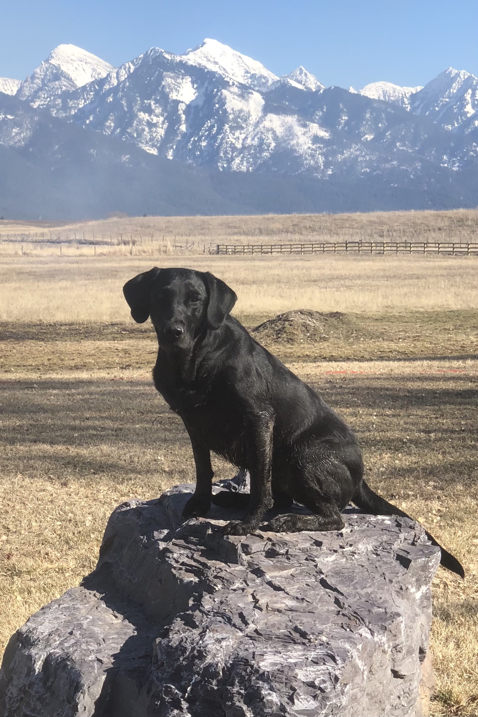 HRCH MHR  Absolut Maleficent MH QAA | Black Labrador Retriver