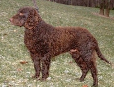 Marshland Gunner of Swan Lake | American Water Spaniel 