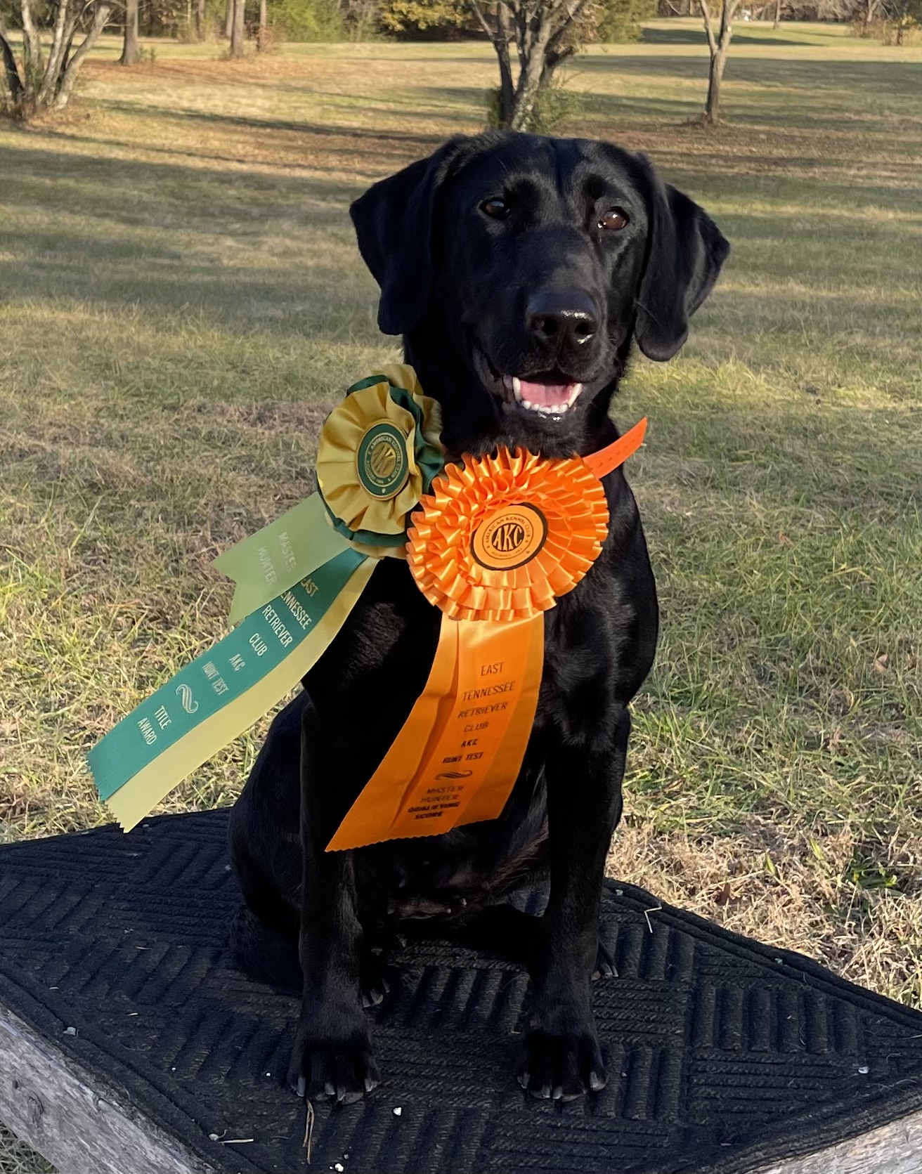 HR Shoal Creek’s Pretty In Pink MH | Black Labrador Retriver