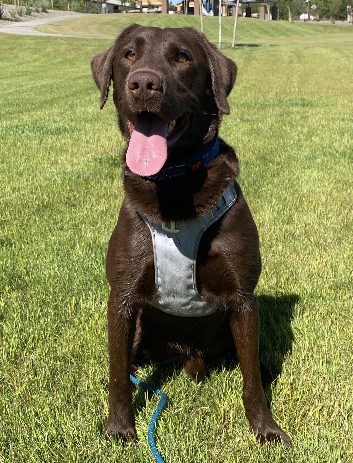 Stryker Ridge Willy Wankas Chocolate Factory | Chocolate Labrador Retriver