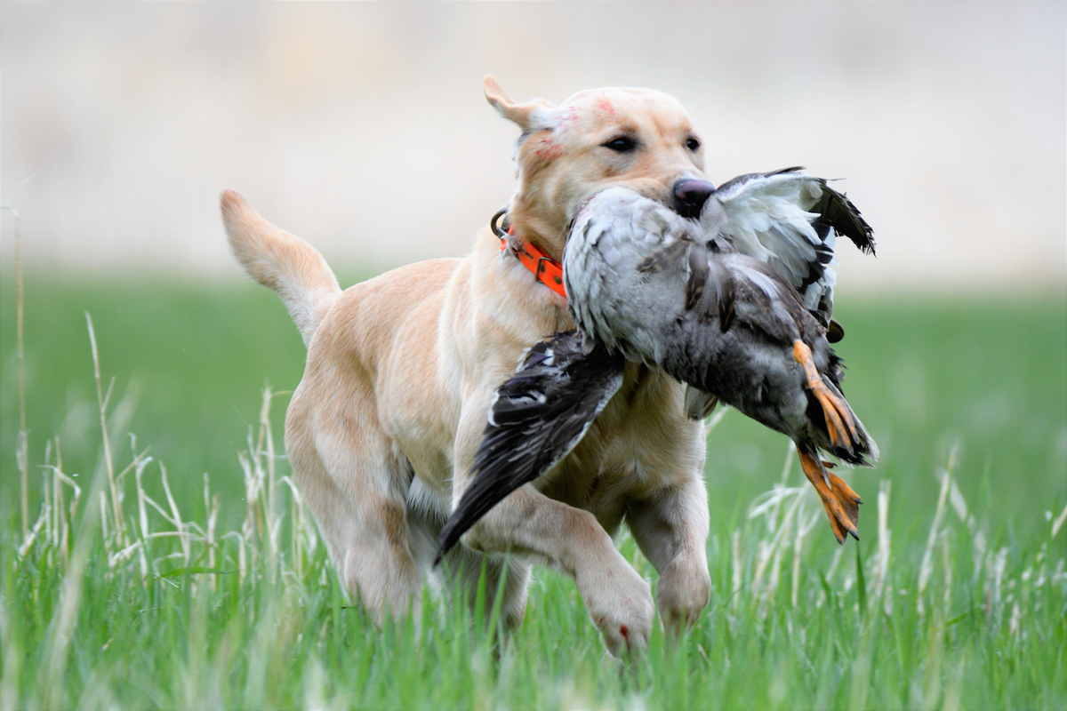 Diamond Z SS "Jayne" JH | Yellow Labrador Retriver