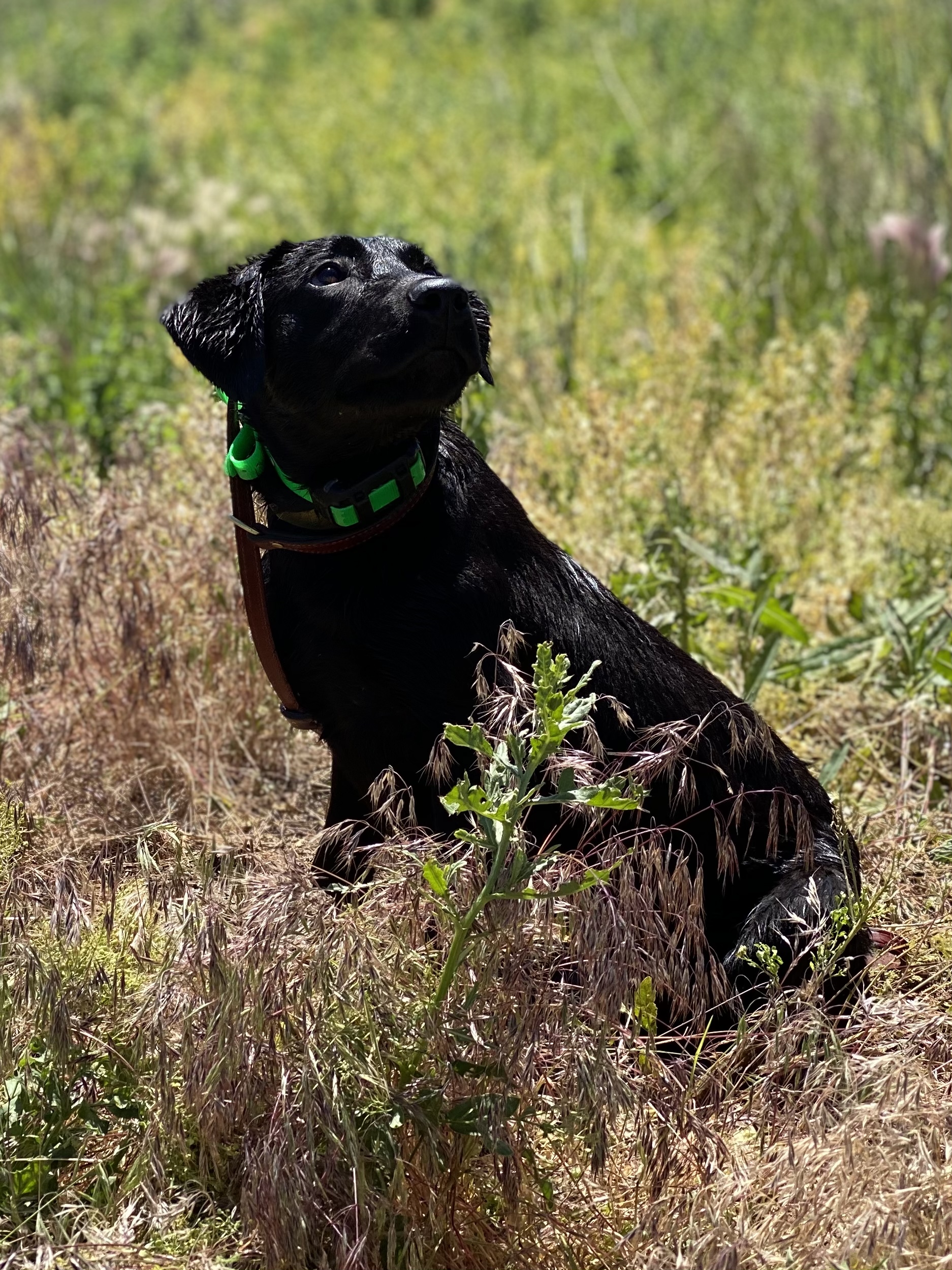 Moores Bn Explosive 7-10 Split | Black Labrador Retriver