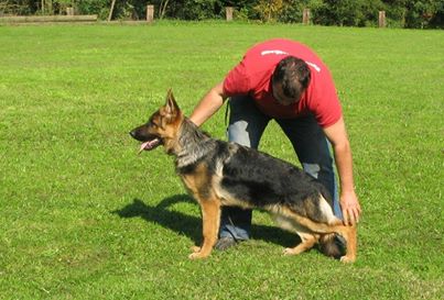 Ban crveni Mayestoso | German Shepherd Dog 