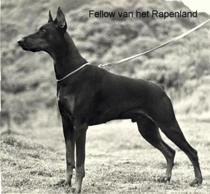 Fellow v.h. Rapenland | Black Doberman Pinscher