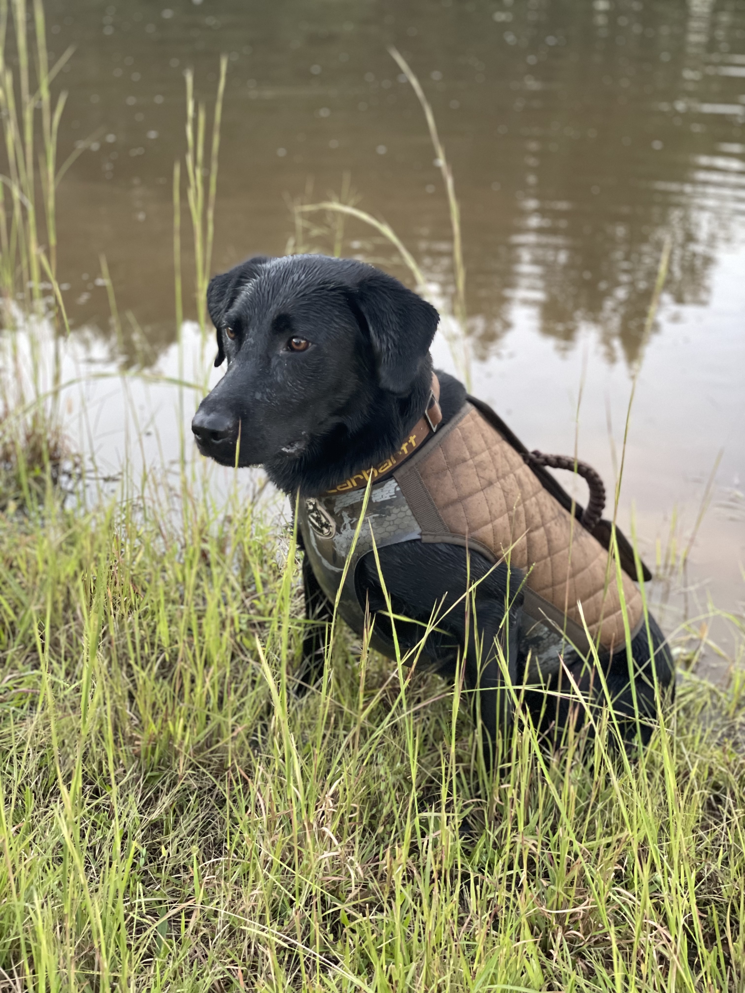HR Lick Creeks Black Smokin’ Diesel | Black Labrador Retriver