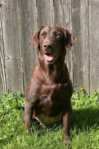 HRCH UH Beaty Lakes Full Moon Fever | Chocolate Labrador Retriver