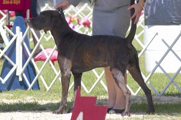 Knockhill's Hosker's Action Jackson | Plott Hound 