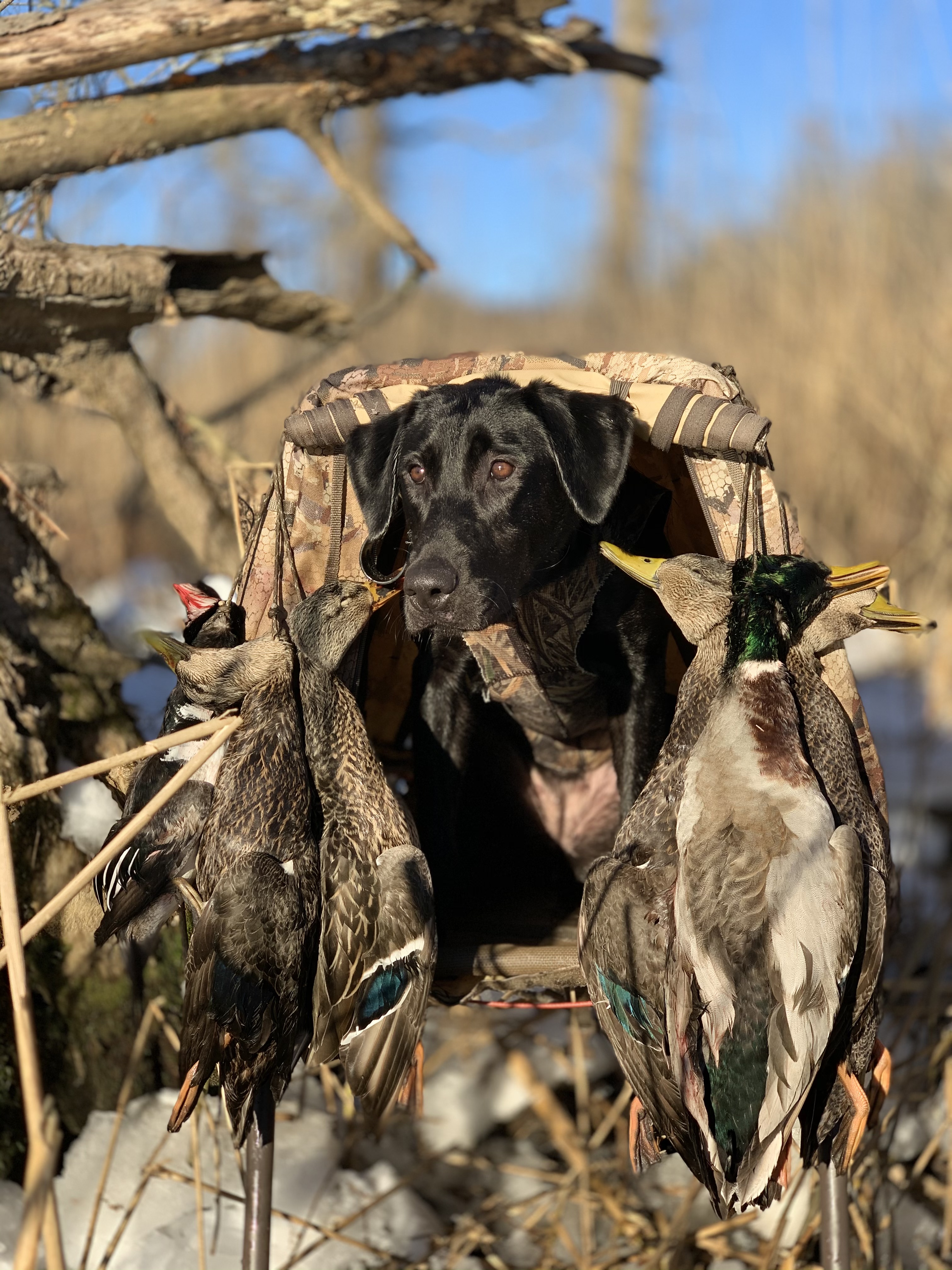 Rankin Brook’s Dorado MH | Black Labrador Retriver