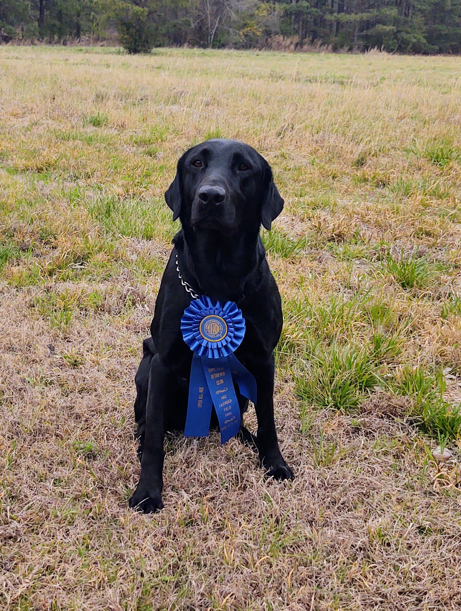 AFC Costa's N. Z. Warrior | Black Labrador Retriver