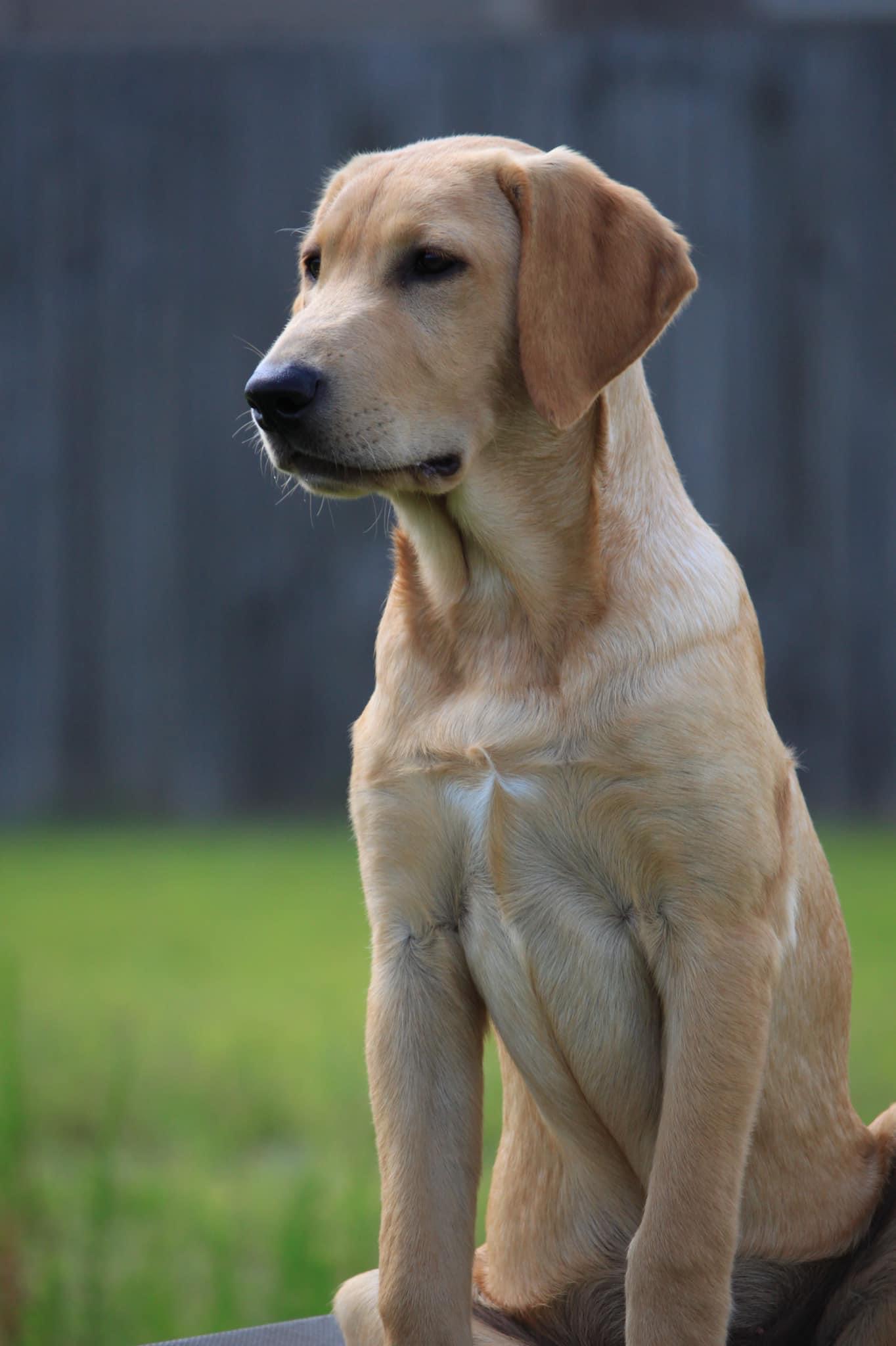 HR Tarheel’s Drake Haulin Tonka | Yellow Labrador Retriver