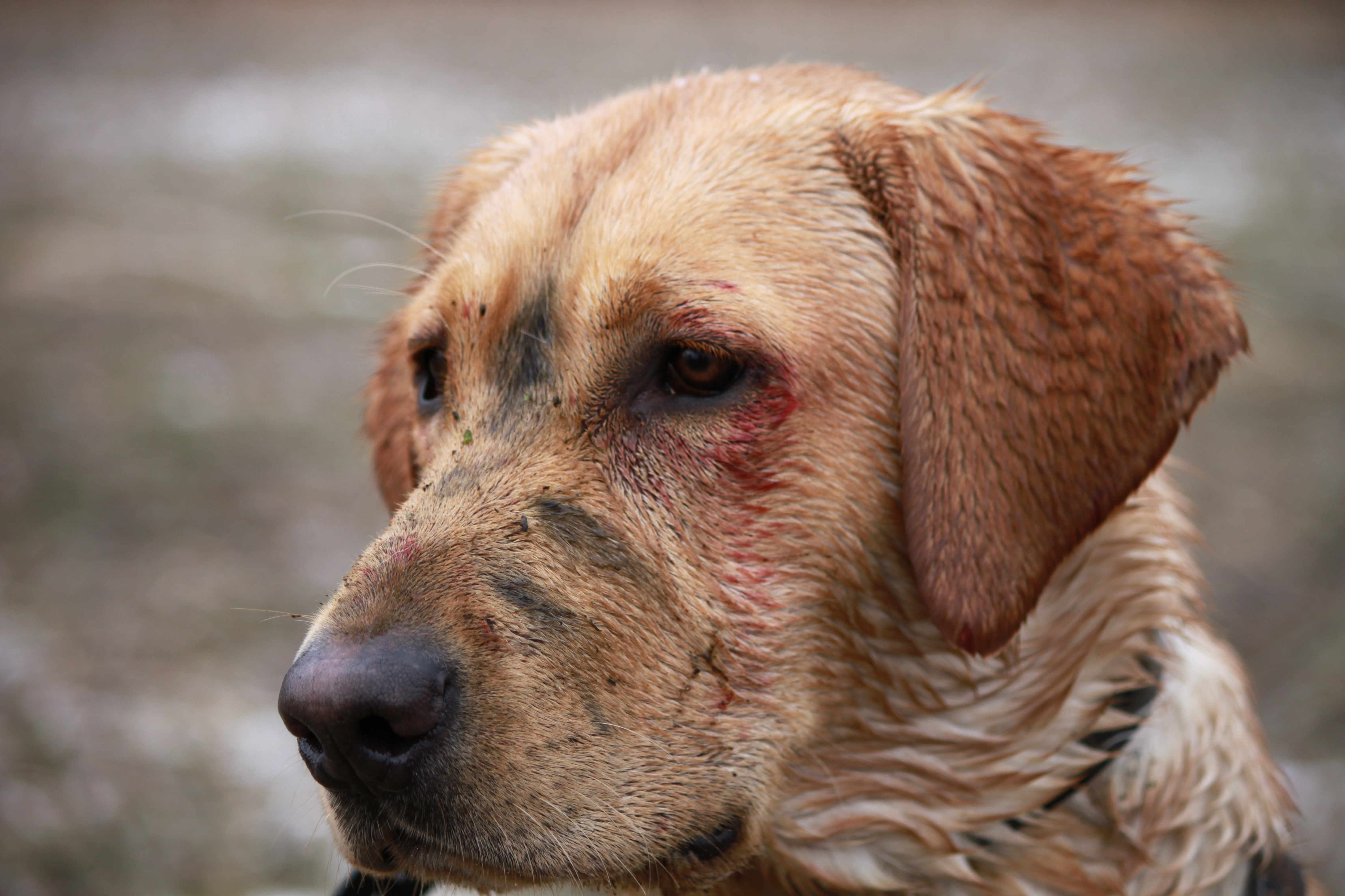 HR Tarheel’s Drake Haulin Tonka | Yellow Labrador Retriver