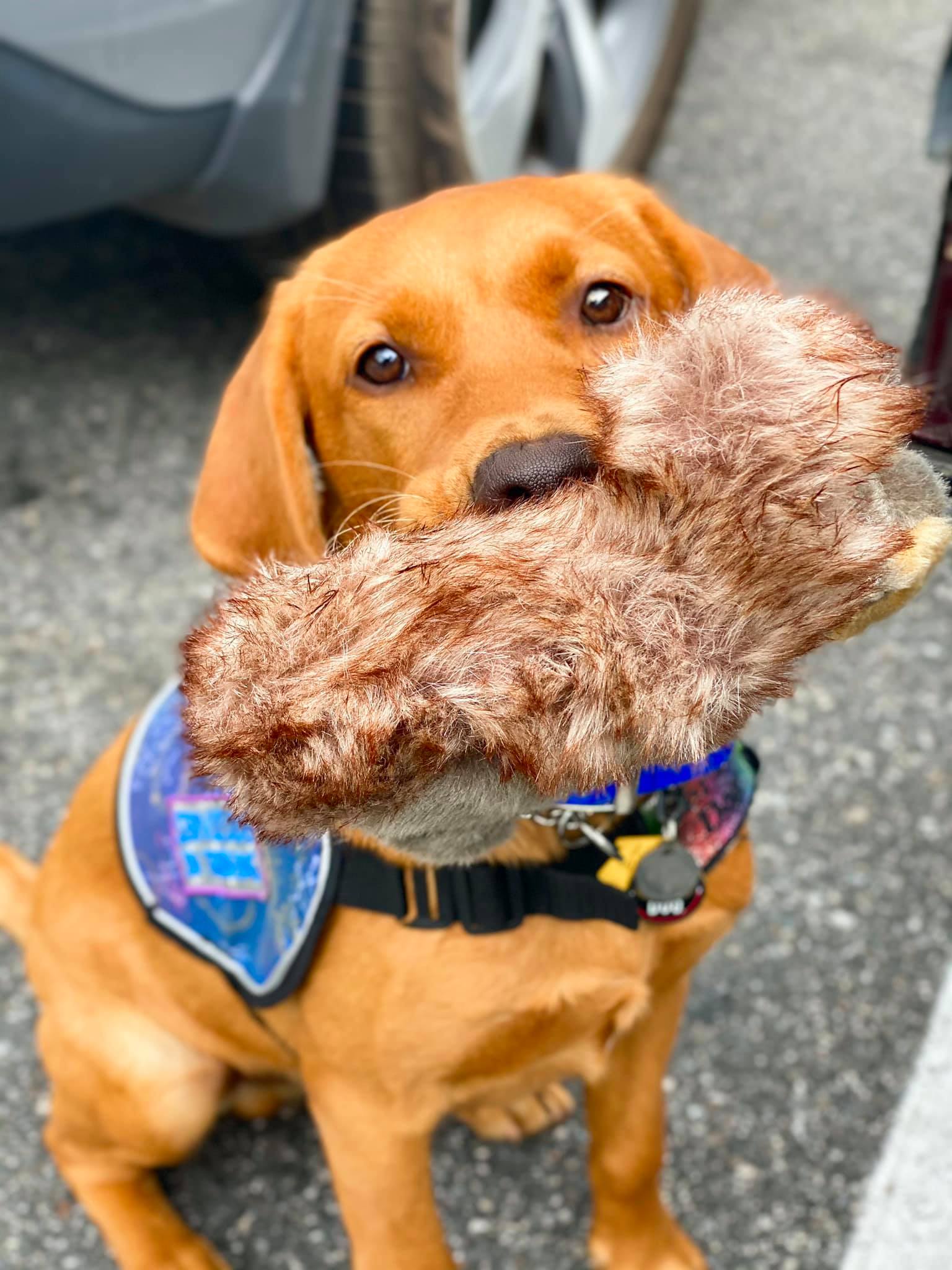 Darkheart's Of Light And Darkness | Yellow Labrador Retriver