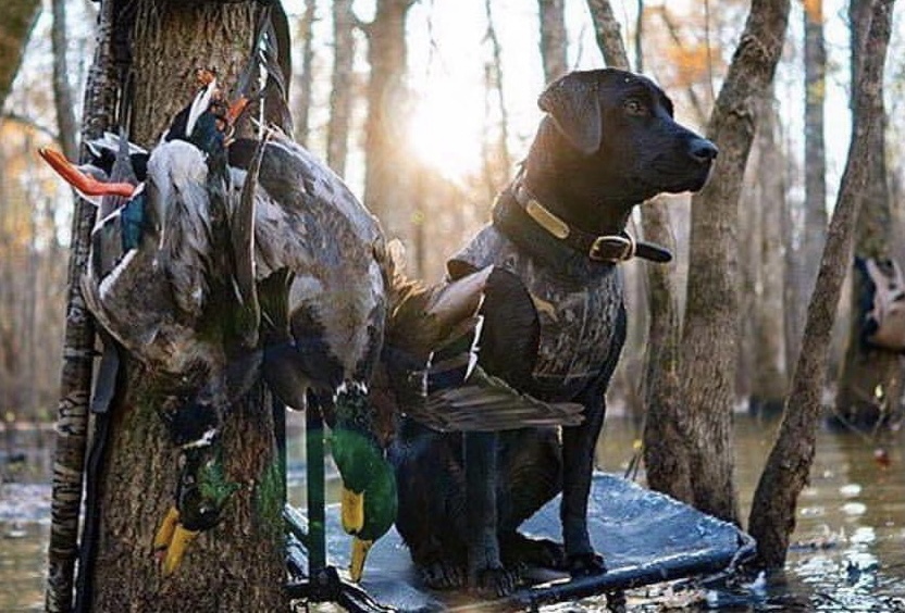 GRHRCH Cali’s River Cruisin Rou MH | Black Labrador Retriver