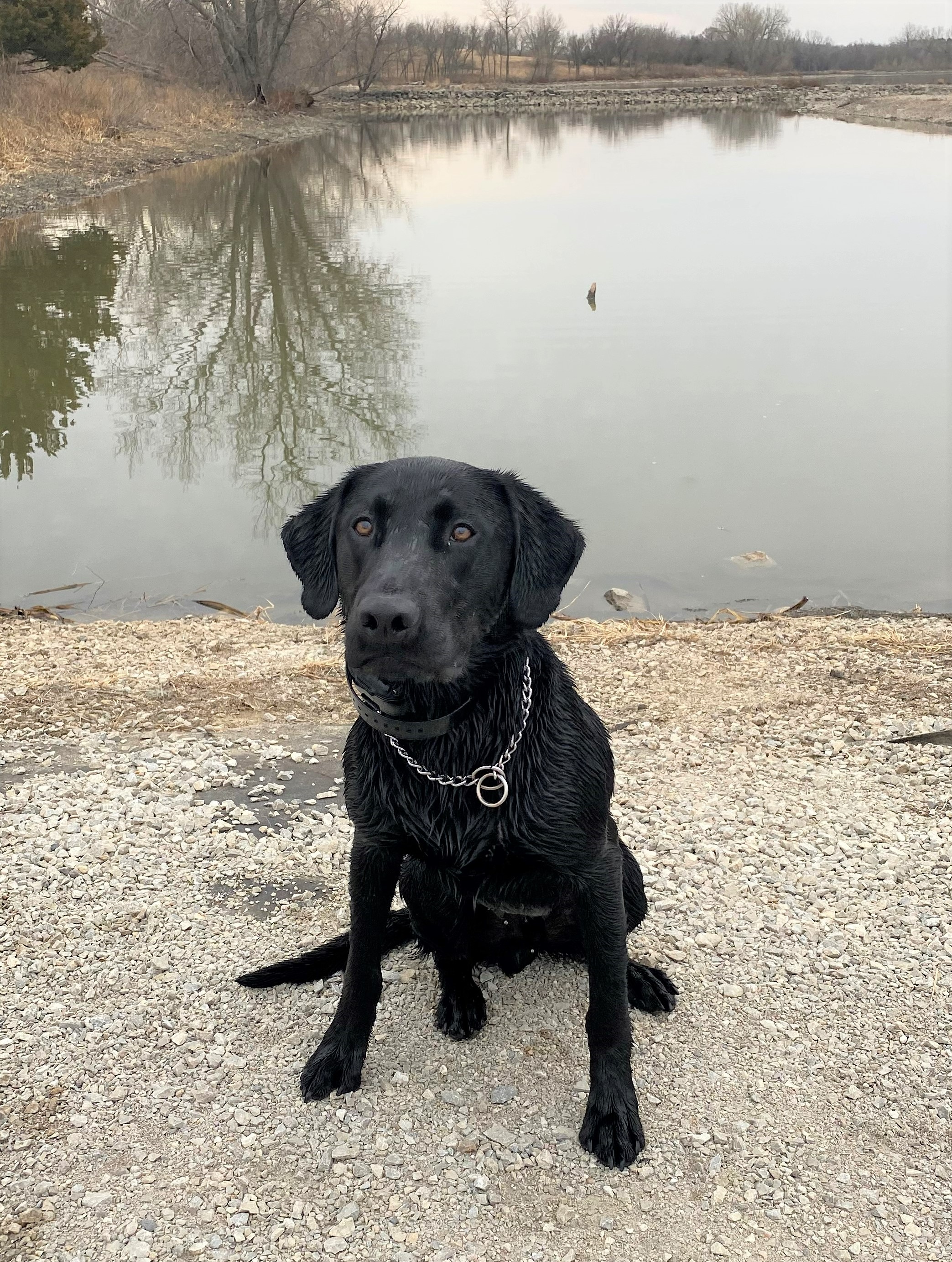 Crane Meadows Ain't Nothin' But A 'G' Thang | Black Labrador Retriver